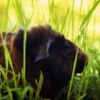 Piggy in the grass